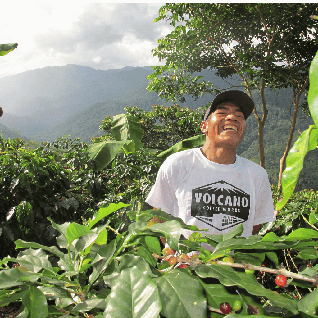 Volcano Coffee Mount Blend Coffee Beans - The Coffee Machine Collective
