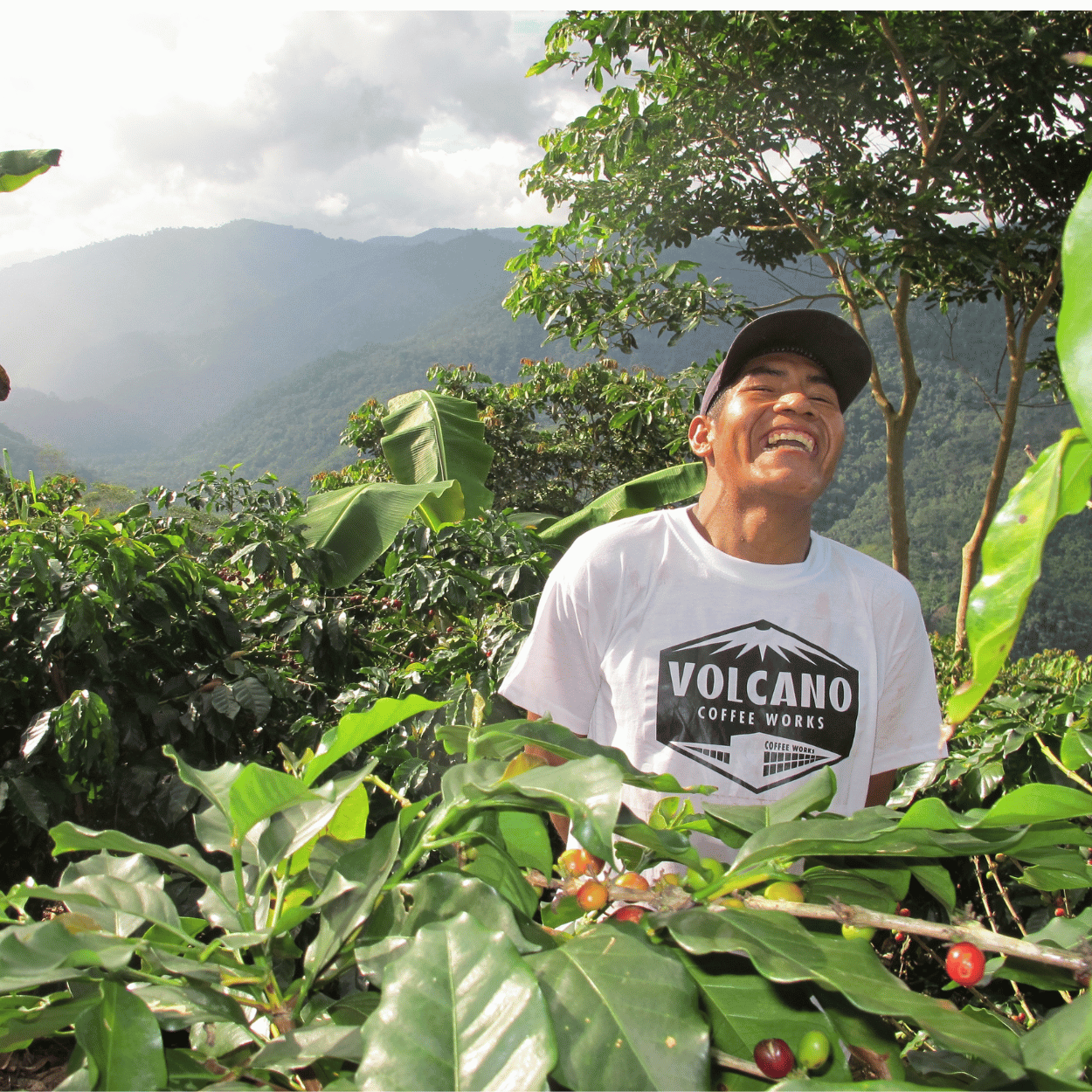 Volcano Coffee Mount Blend Coffee Beans - The Coffee Machine Collective