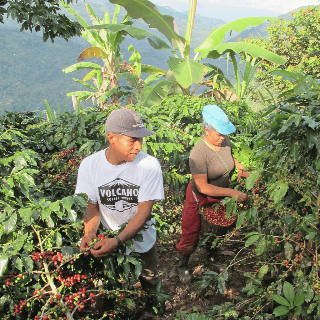 Volcano Coffee Mount Blend Coffee Beans - The Coffee Machine Collective