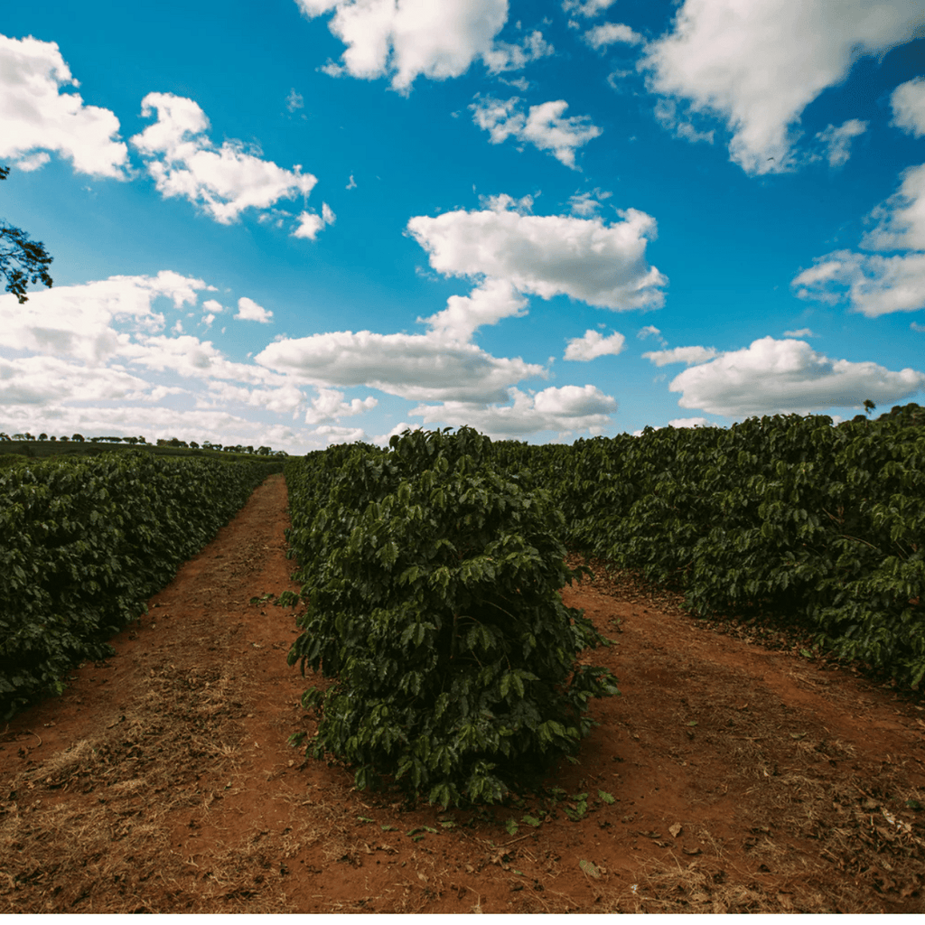 Small Batch Coffee Throwback Coffee Beans - The Coffee Machine Collective